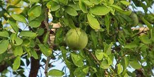 வில்வமரத்தில் லட்சுமி வாசம் செய்கிறாள்.