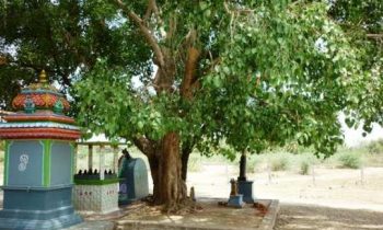 சொம்பு தண்ணி ஊற்றி விட்டு இந்த மரத்தை சுற்றி வந்தால் மனதில் நினைத்த தீராத ஆசையும் தீர்ந்துவிடுமாம்..!!