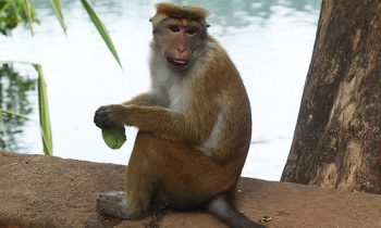 குரங்குகளால் பாதிக்கப்பட்ட வர்த்தகர்கள்.