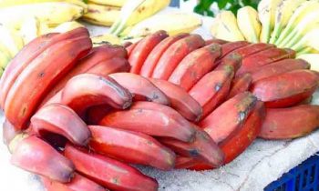 குழந்தை இல்லாத தம்பதிகளே… 40 நாள் “செவ்வாழை+ தேன்” சாப்பிட்டு வாங்க..!!