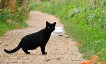 பூனை குறுக்கே போனால் என்ன ஆகும்..!!!