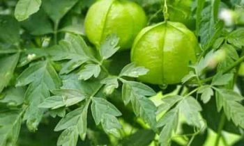 முடக்கத்தான் கீரை..!!