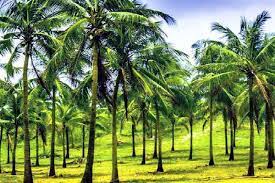 இலங்கையில் இனி நடைமுறைக்கு வரும் தடை.