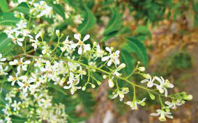 எடை குறைப்புக்கு உதவும் வேப்பம்பூ..!!