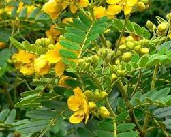 கூந்தல் நன்கு வளர ஆவாரம் பூ பயன்கள்..!!