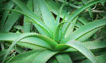 அதிர்ஷ்டத்தை தடை செய்யுமா இந்தச் செடி? கற்றாழை கற்றுக் கொடுக்கும் சங்கதி என்ன?