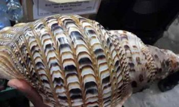 சட்டவிரோதமான  முறையில்  கடற்சங்குகளை வைத்திருந்த குற்றச்சாட்டில் நபரொருவர் கைது.