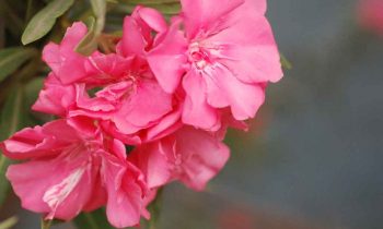 உயிரைப் பறிக்கும் இந்த ஒரு செடியை வீட்டில் வளர்ப்பது சரியா தவறா?