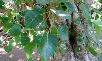 ஜாதகம் இல்லாதவர்கள் தங்களுடைய வாழ்க்கையை சரியாக நடத்தி செல்ல, செய்ய வேண்டிய சின்னச்சின்ன ஆன்மீக ரீதியான பரிகாரங்கள் என்னென்ன?