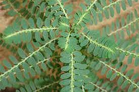 சரும அழகிற்கு புதினா ஃபேஸ் பேக்..!!!