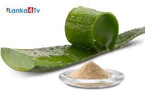 கற்றாழை பவுடர்..!!