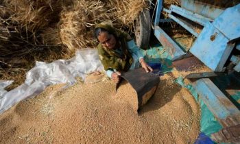 கோதுமை ஏற்றுமதிக்கு தடை விதிக்க இந்தியா முடிவு.