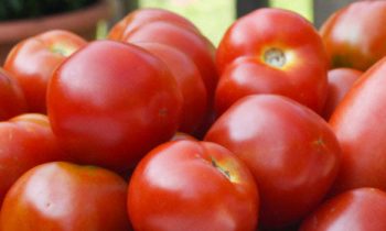 அதிரடியாக குறைக்கப்பட்டதக்காளியின் விலை.