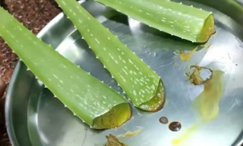 வீட்டிலேயே கற்றாழை ஜெல் தயாரிப்பது எப்படி?