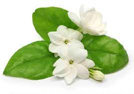 மல்லிகை பூவின் பயன்கள்…!!