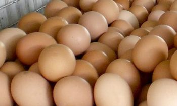 முட்டையின் விலை மேலும்  அதிகரிப்பு.