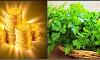 இந்த வேரின் ராஜயோக ரகசியத்தை மட்டும் தெரிந்துகொண்டால் இனி இதனை வேண்டாம் என்று தூக்கி எறிய மாட்டீர்கள்.