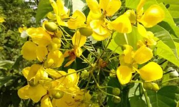 ஆவாரம் பூ பயன்கள்..!