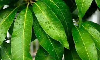 மாதத்தில் ஒரு ஞாயிற்றுக்கிழமை இதை செய்தால் கூட போதும்…!!