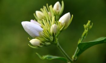 மல்லிகை பூவின் பயன்கள்..!!