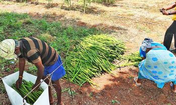 ஒட்டன்சத்திரத்தில் முருங்கை விலை வீழ்ச்சியால் விவசாயிகள் கவலை.