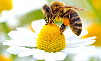 முல்லைத்திவில் 15 மாணவர்கள் வைத்தியசாலையில் அனுமதி!