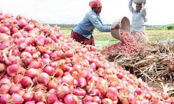 விலை வீழ்ச்சியால் சின்னவெங்காயத்தை அறுவடை செய்ய உடுமலை விவசாயிகள் தயக்கம்.