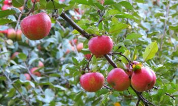 அப்பிள் பழத்தின் விலை 200 ரூபா! திராட்சை 1500 ரூபா.