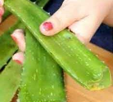 வீட்டிலேயே கற்றாழை ஜெல் தயாரிப்பது எப்படி?