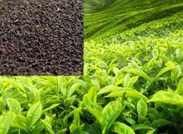 உரத்தின் விலை 10ஆயிரம் ரூபா!