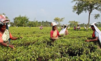 தேயிலை உற்பத்தியில் ஏற்பட்டுள்ள மாற்றம்.