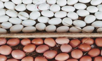 முட்டையின் கட்டுப்பாட்டு விலையில் திருத்தம்.