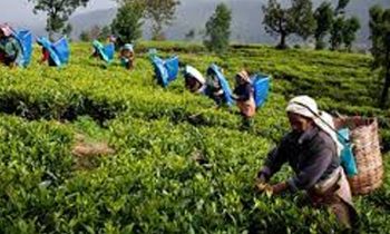 ரணில் விக்ரமசிங்கவின் விசேட அறிவிப்பு.