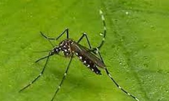 டெங்கு நோய் பரவுவதை கட்டுப்படுத்தும் வகையில் சுகாதார அமைச்சின் தீர்மானம்.