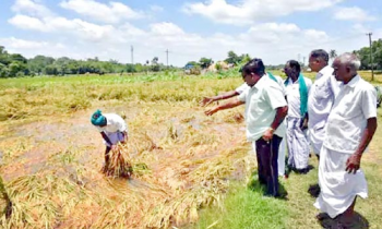 டெல்டா மாவட்டங்களில் தொடர்மழை: அறுவடைக்கு தயாரான 8 ஆயிரம் ஏக்கர் நெற்பயிர்கள் சாய்ந்து தண்ணீரில் மூழ்கியது.