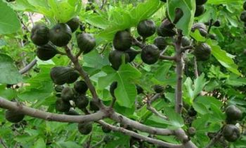 இந்த இலையைக் கொண்டு இறைவனுக்கு அர்ச்சனை செய்தால், நீங்கள் சகலகலா வல்லவனாக மாறிவிடலாம். திறமைசாலின்னா அது நீங்களா தான் இருப்பீங்க.