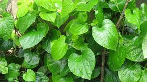 வெற்றிலை மருத்துவ பயன்கள்..!!!