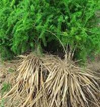 தண்ணீர்விட்டான் கிழங்கு மருத்துவ பயன்கள்..!!