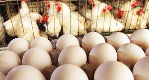 கோழி முட்டைகள் தொடர்பில் வெளியான தகவல்.