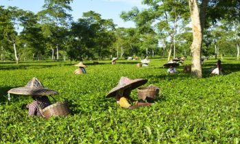 இலங்கை தோட்ட பணியாளர் சங்கம் விடுத்த எச்சரிக்கை.