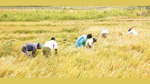 அரச களஞ்சியங்களில் வீணாக்கப்படும் நெல்.