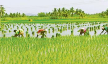 விவசாயத்துறை பாரிய வீழ்ச்சியை சந்திக்கும்.