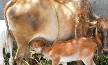 நாட்டில் பால் உற்பத்தி குறைவடைந்து வருகின்றது.