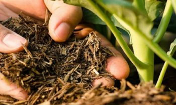 அமைச்சர் மகிந்த அமரவீர விடுத்த அதிரடி அறிவிப்பு.