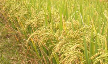 நெல் கட்டுப்பாட்டு விலை தொடர்பில் வெளியான தகவல்.