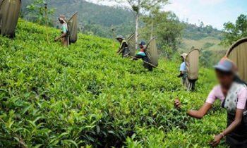 தேயிலை விற்பனை விலையில் ஏற்பட்ட மாற்றம்.