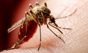 டெங்கு நோயாளர்களின் எண்ணிக்கை.