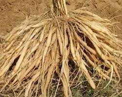 தண்ணீர்விட்டான் கிழங்கு மருத்துவ பயன்கள்..!!