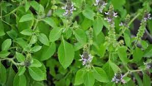 துளசி இலை அழகு குறிப்புகள்.