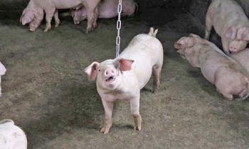 கேரளாவில் மீண்டும் பரவியது- ஆப்பிரிக்க புளூ காய்ச்சல் பாதித்து 181 பன்றிகள் பலி.